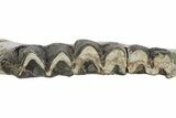 Fossil Titanothere (Megacerops) Jaw - South Dakota #249236-5